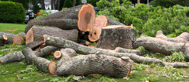 Trusted Three Lakes, WA Tree Care Experts